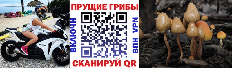 Псилоцибиновые грибы ЛСД  закладка  Туапсе 